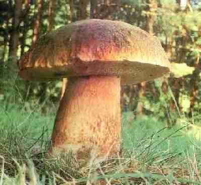  Image name: 48 Porcino.jpg 
 width: 400 pixel 
 height: 368 pixel 
 Size: 13253 bytes 
 Click to enlarge 